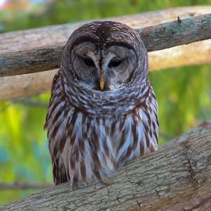 Meet your Posher, Ellen